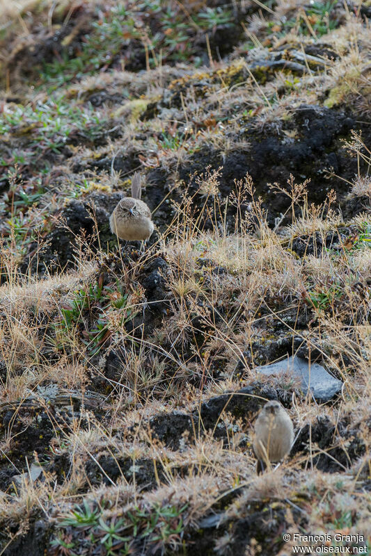 Streak-throated Canastero