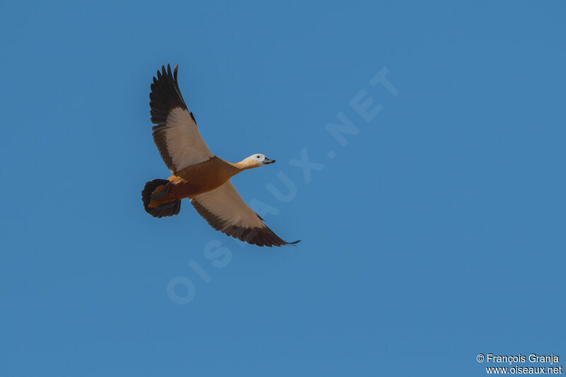 Ruddy Shelduck