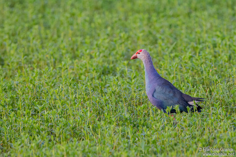 Grey-headed Swamphen