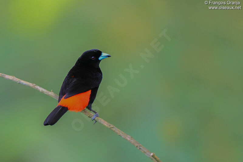 Scarlet-rumped Tanager male