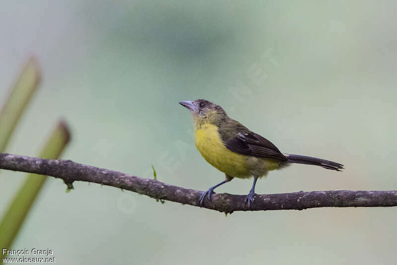 Lemon-rumped Tanager female immature, identification