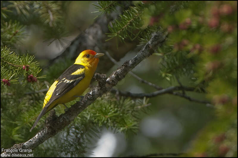 Tangara à tête rouge mâle adulte, habitat