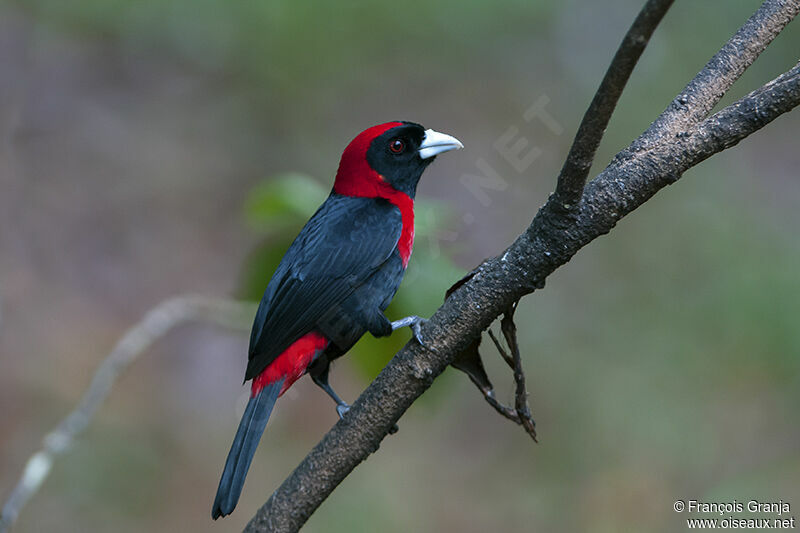 Crimson-collared Tanageradult