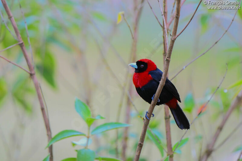 Crimson-collared Tanager