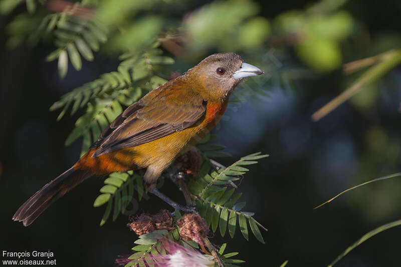 Scarlet-rumped Tanager (costaricensis) female adult, identification