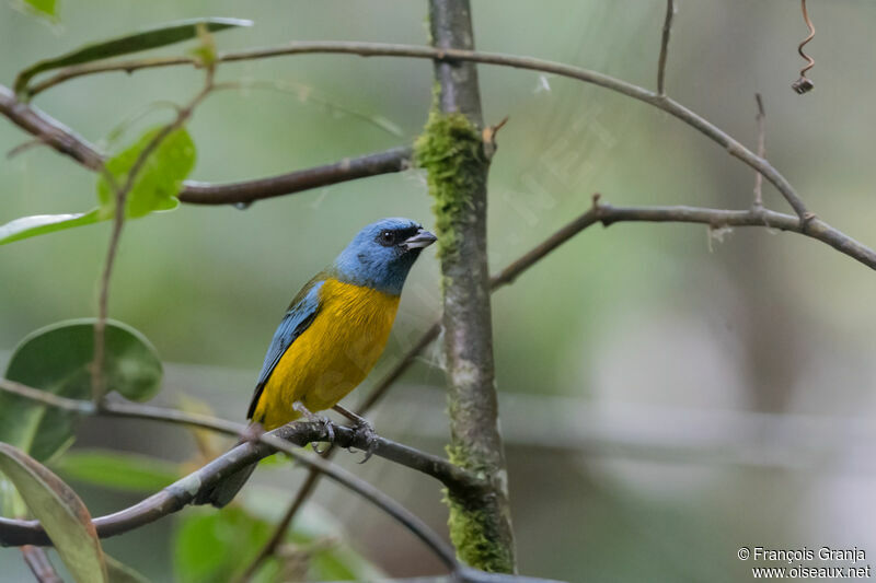 Blue-and-yellow Tanager