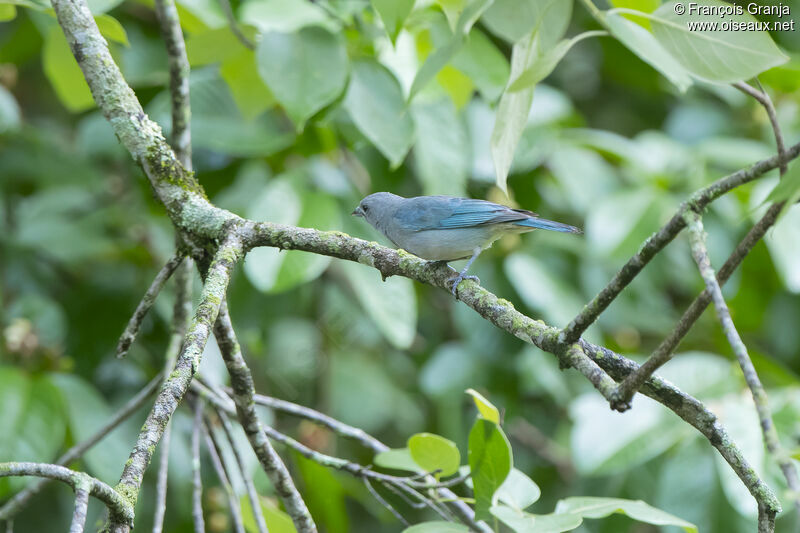 Sayaca Tanager