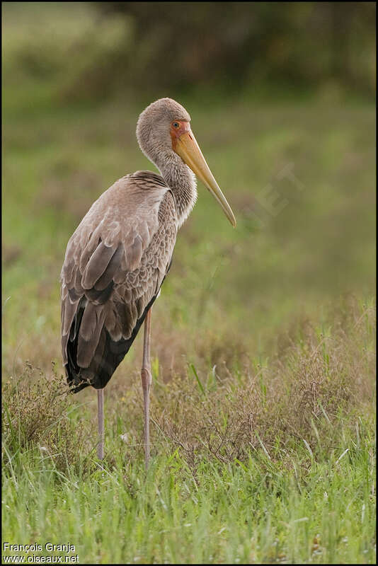 Yellow-billed Storkjuvenile, identification