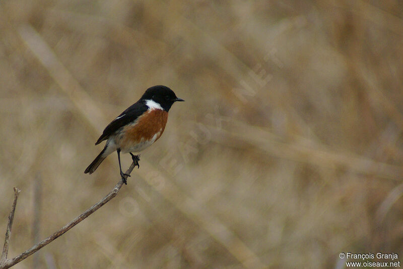 African Stonechat male adult