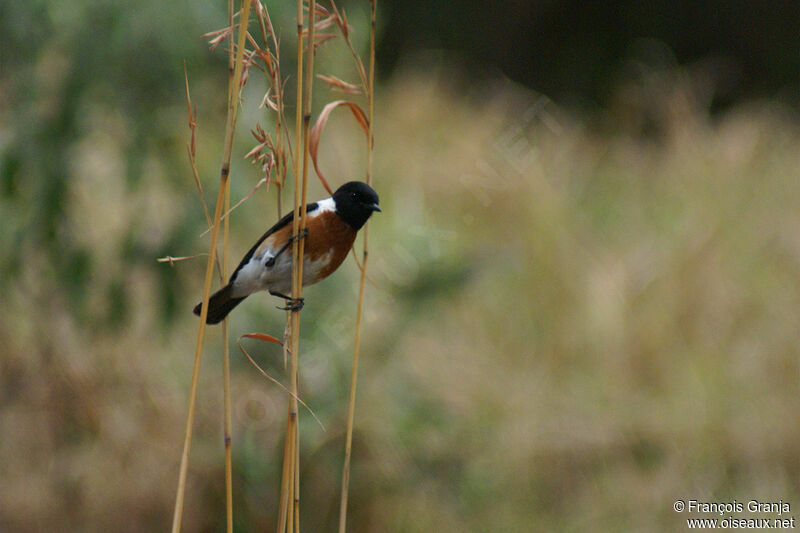 African Stonechat male adult