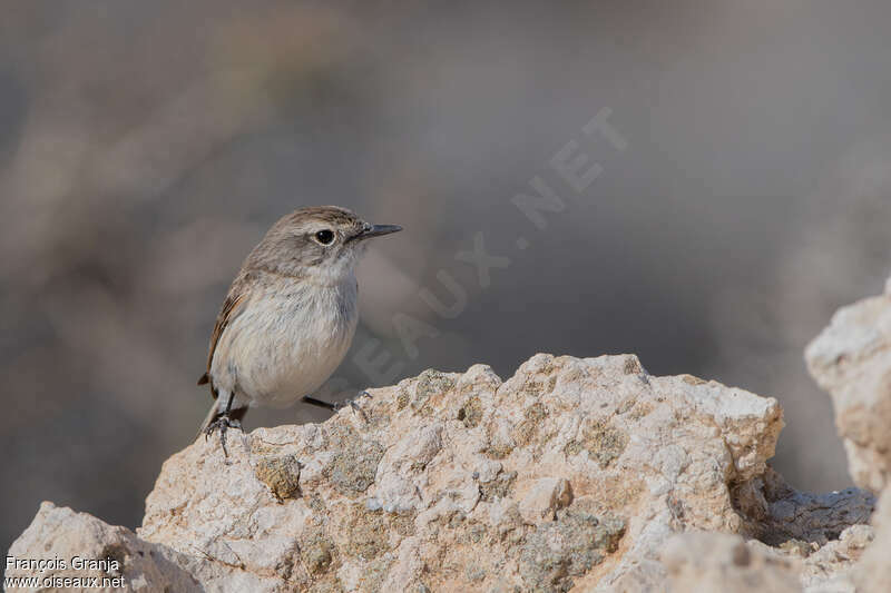 Canary Islands Stonechat female adult, habitat, pigmentation