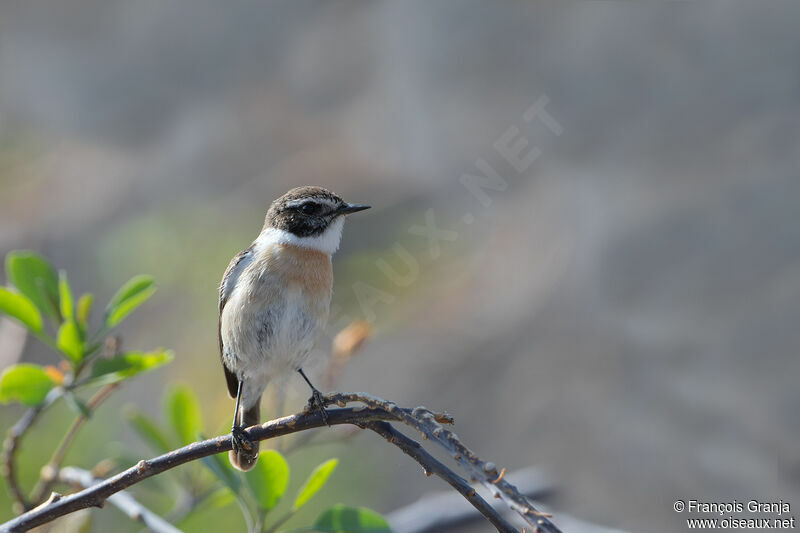 Canary Islands Stonechat male