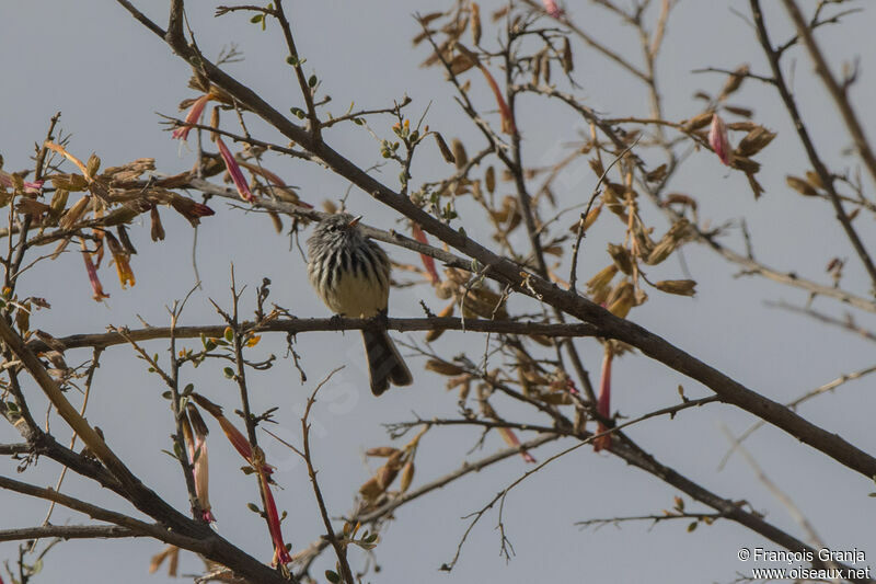 Yellow-billed Tit-Tyrant