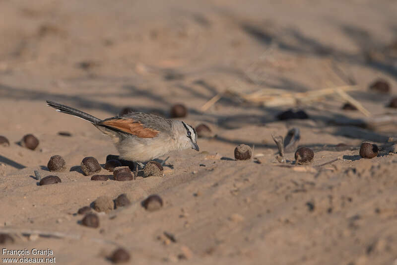 Tchagra à tête bruneadulte, habitat, pigmentation, pêche/chasse