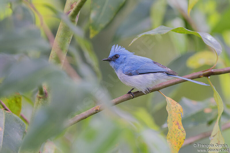 African Blue Flycatcheradult