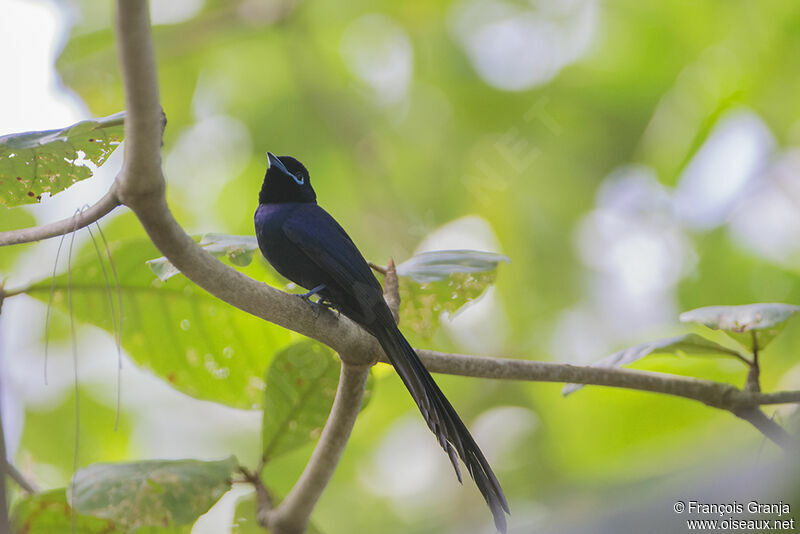 Tchitrec des Seychelles mâle adulte