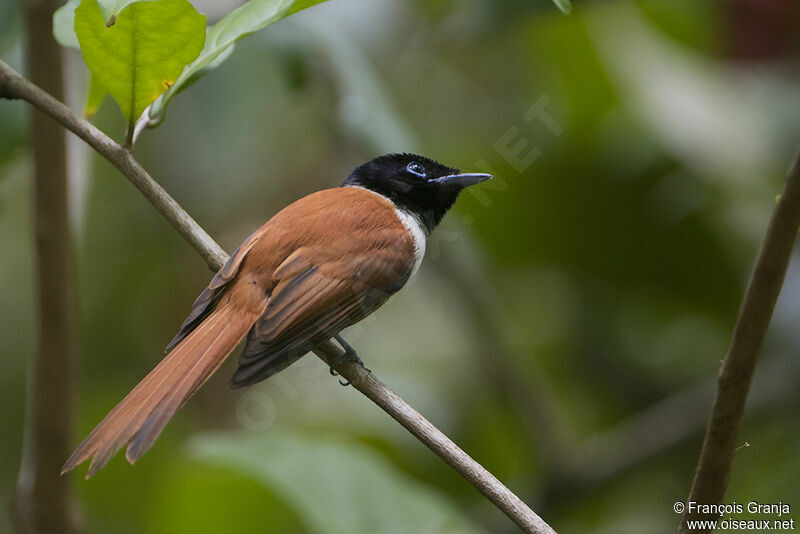 Seychelles Paradise Flycatcher female adult