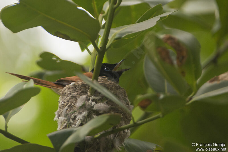 Seychelles Paradise Flycatcher female adult