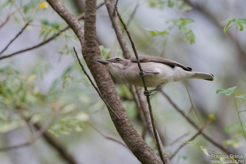 Sri Lanka Woodshrikeadult