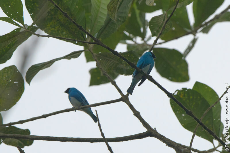 Tersine hirondelle