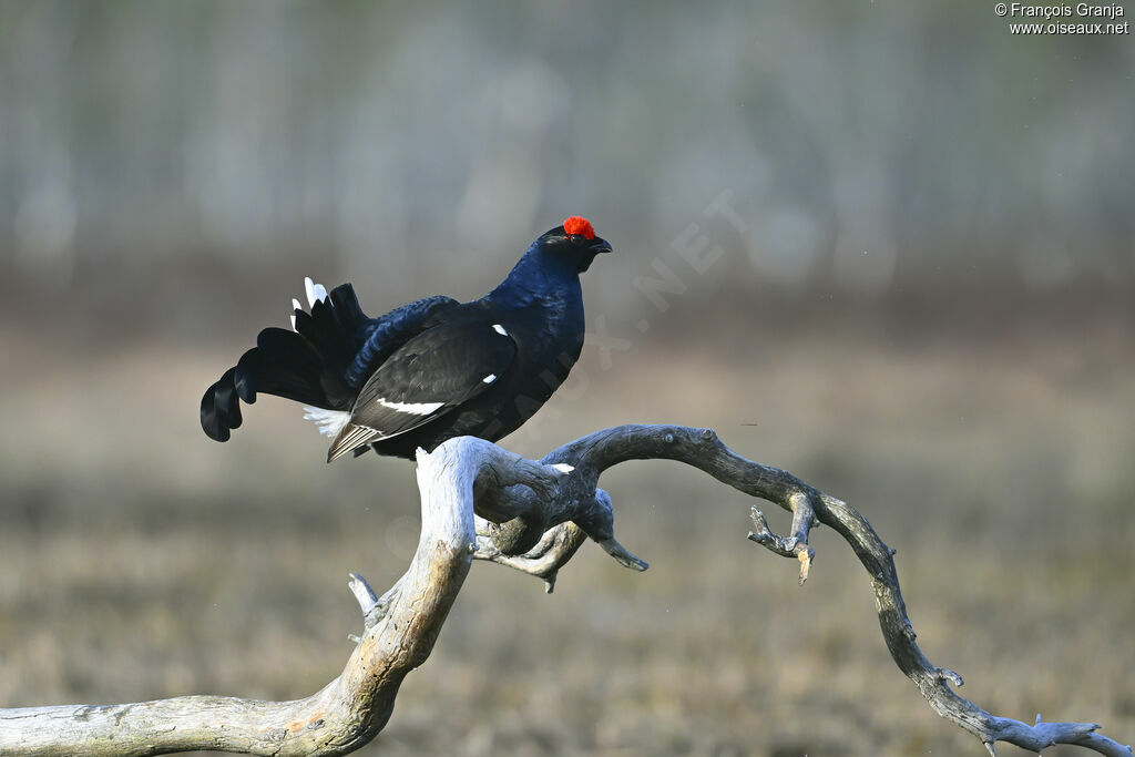 Tétras lyre