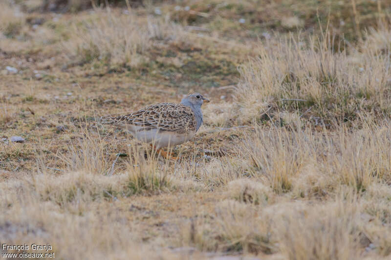 Grey-breasted Seedsnipe male adult, camouflage