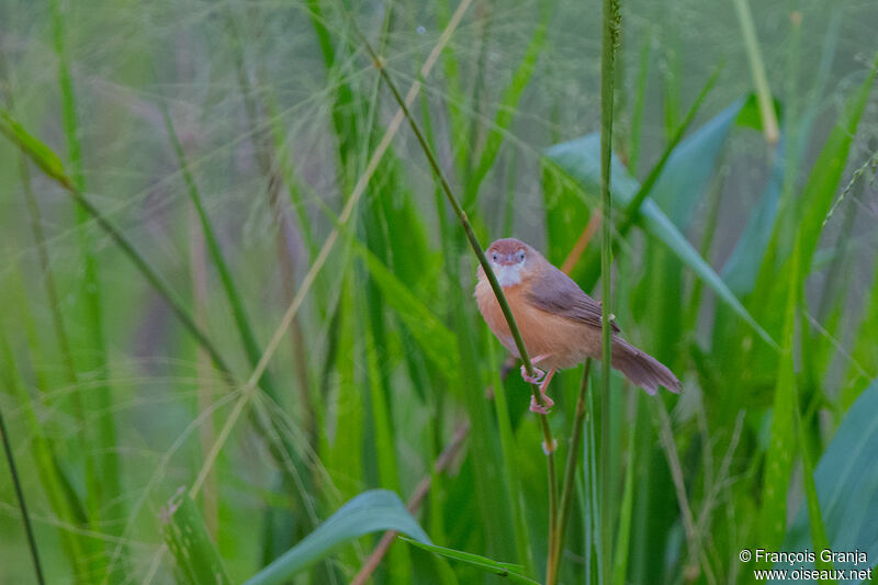 Tawny-bellied Babbler