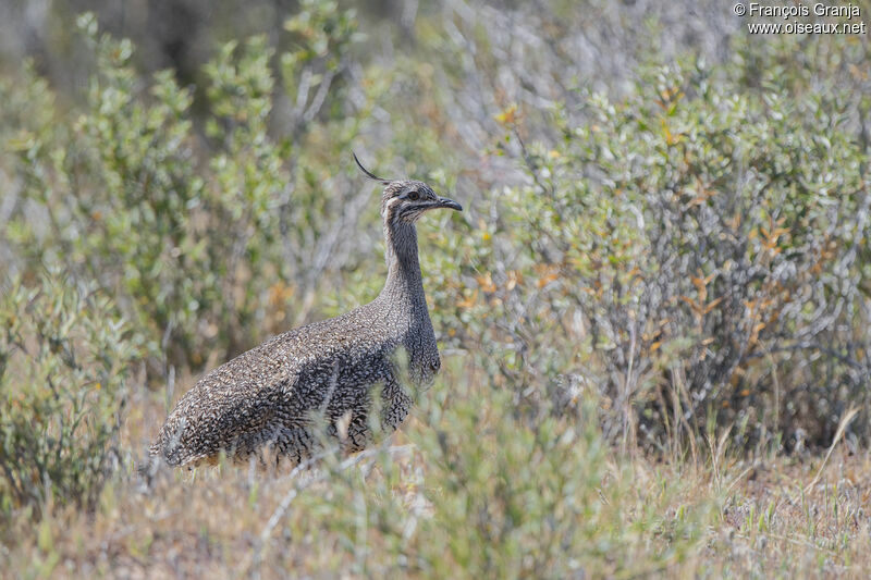 Elegant Crested Tinamou