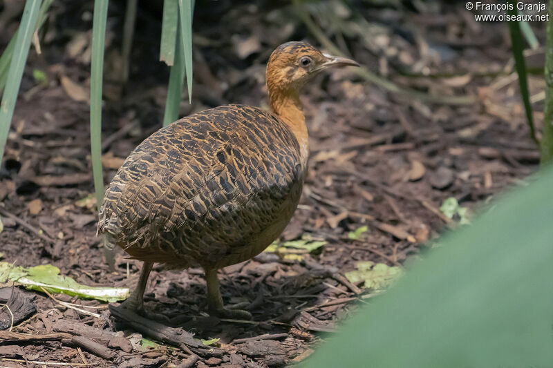 Tinamou isabelle