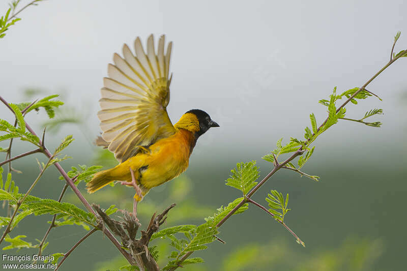 Black-headed Weaver male adult breeding, pigmentation, Flight