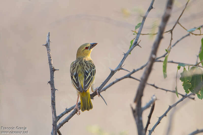 Southern Masked Weaver male adult post breeding, identification