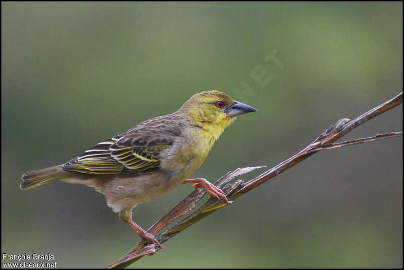 Village Weaver female adult, identification