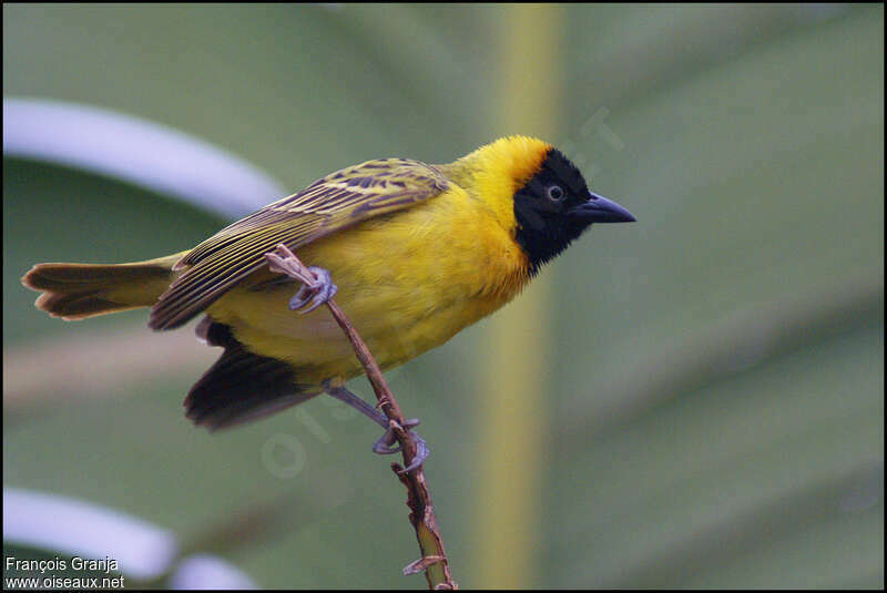 Lesser Masked Weaver male adult breeding, identification