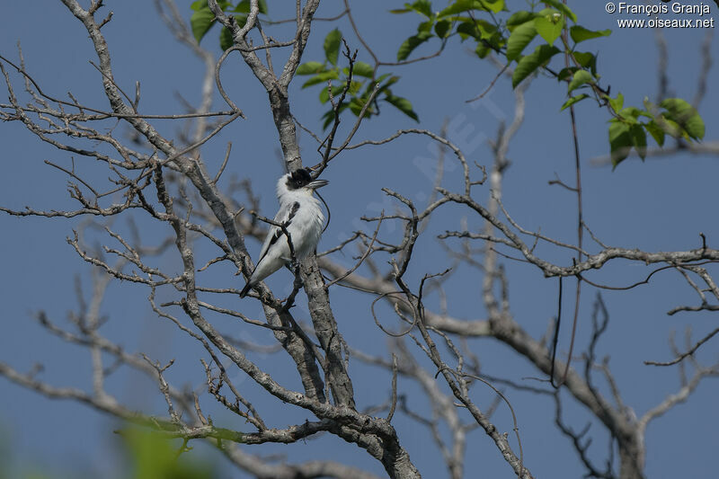 Black-crowned Tityra