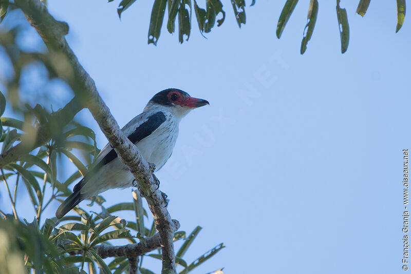 Black-tailed Tityra female