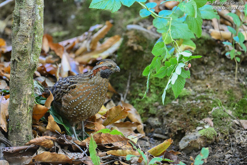 Spotted Wood Quail