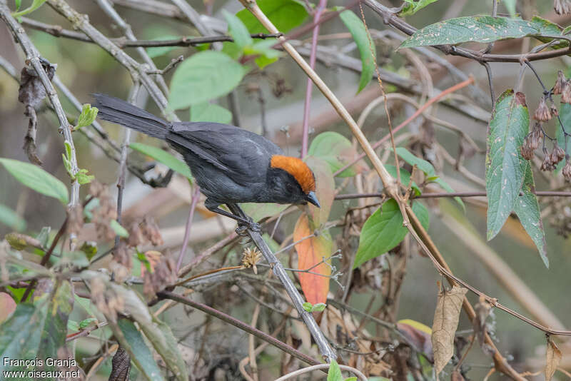 Tohi à joues grisesadulte, identification