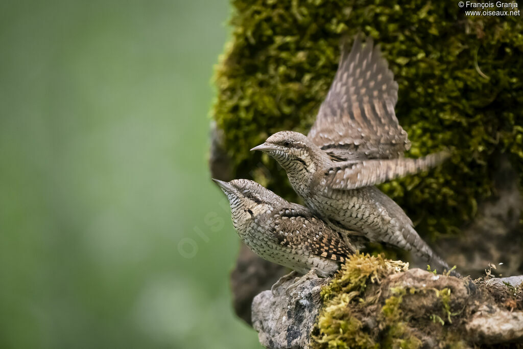 Torcol fourmilieradulte, accouplement.