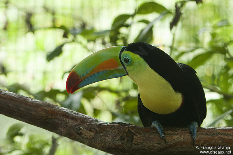 Toucan à carèneadulte