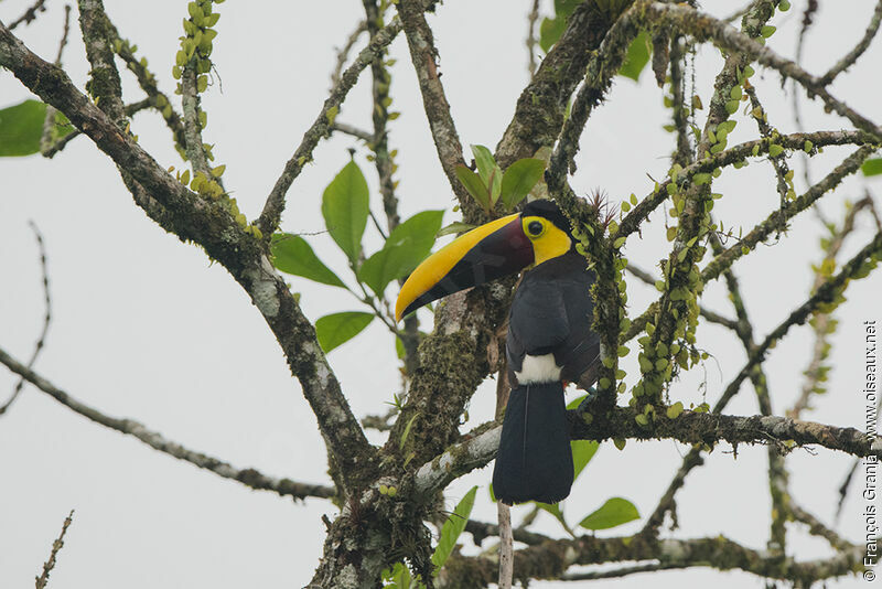 Yellow-throated Toucan