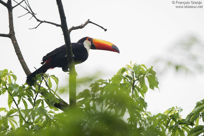 Toucan toco