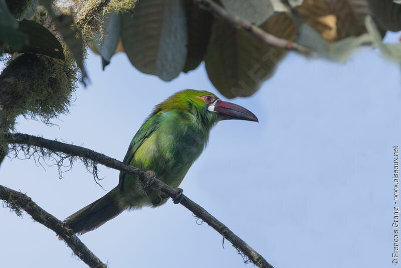 Toucanet à croupion rouge