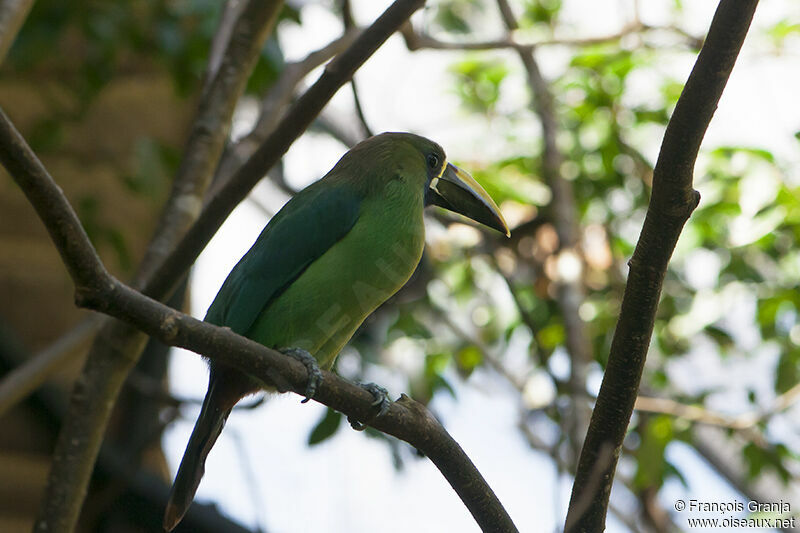 Blue-throated Toucanetadult