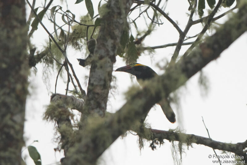 Toucanet de Reinwardt