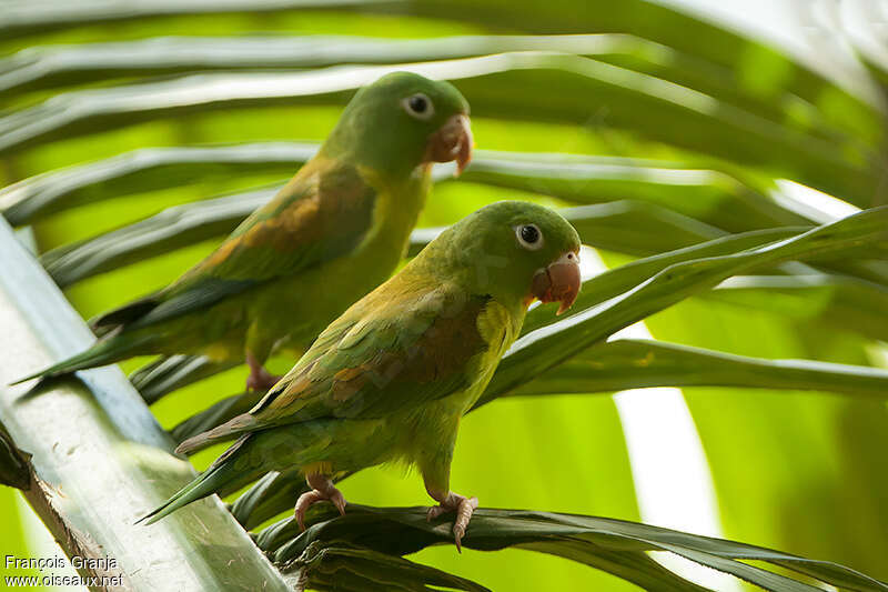 Orange-chinned Parakeetadult