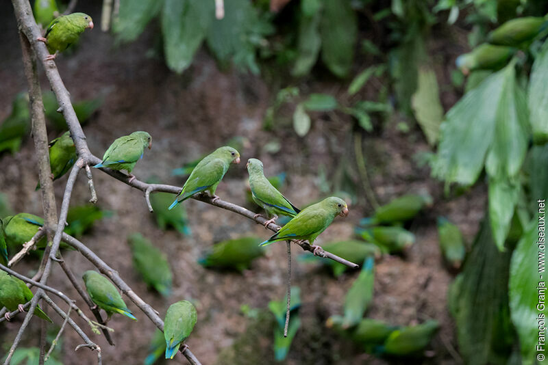 Cobalt-winged Parakeet