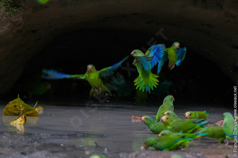 Cobalt-winged Parakeet