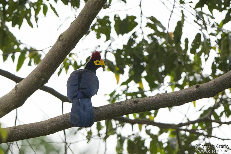 Touraco de Lady Rossadulte