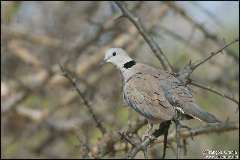 Ring-necked Dove