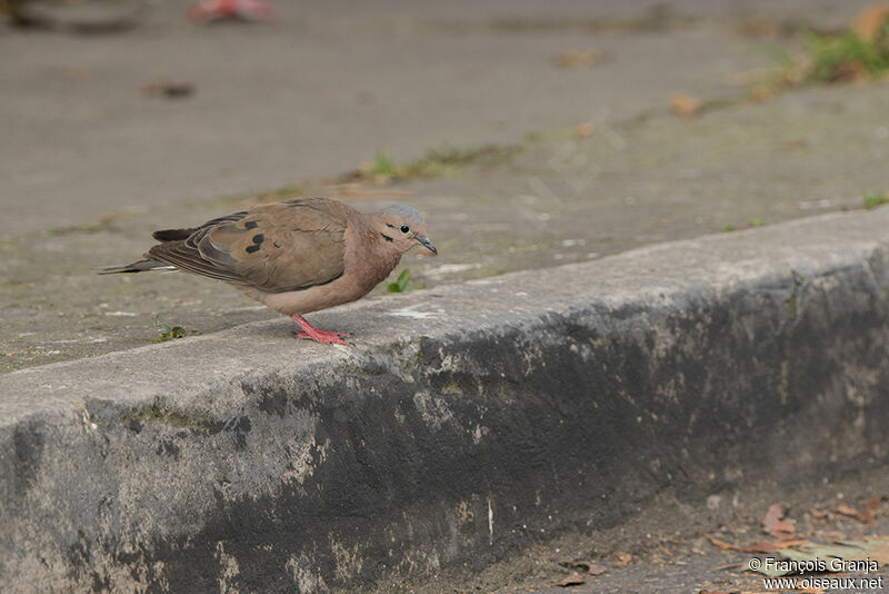 Eared Dove